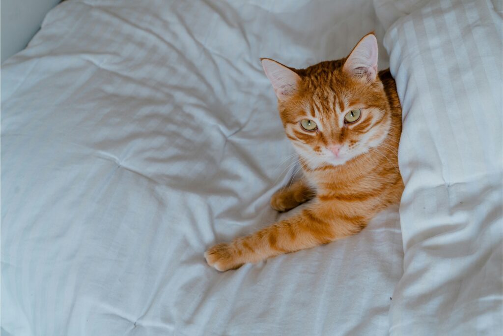 Tail-Wagging Serenity: Elevating the stay for you and your four-legged friends.
