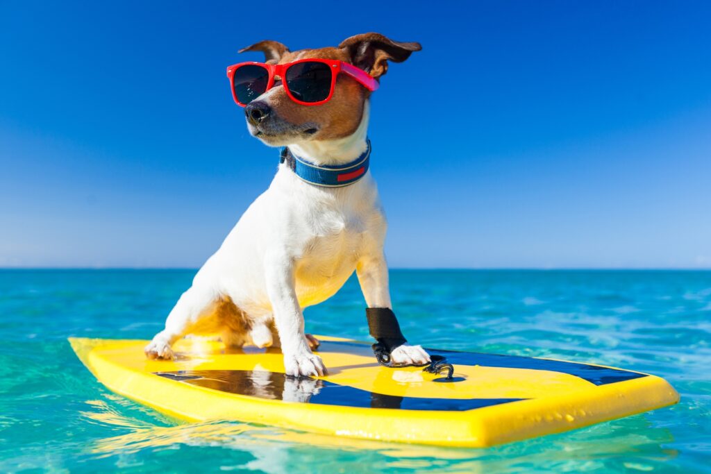 Paws Welcome: Seamlessly designed sanctuaries for you and your four-legged friends."