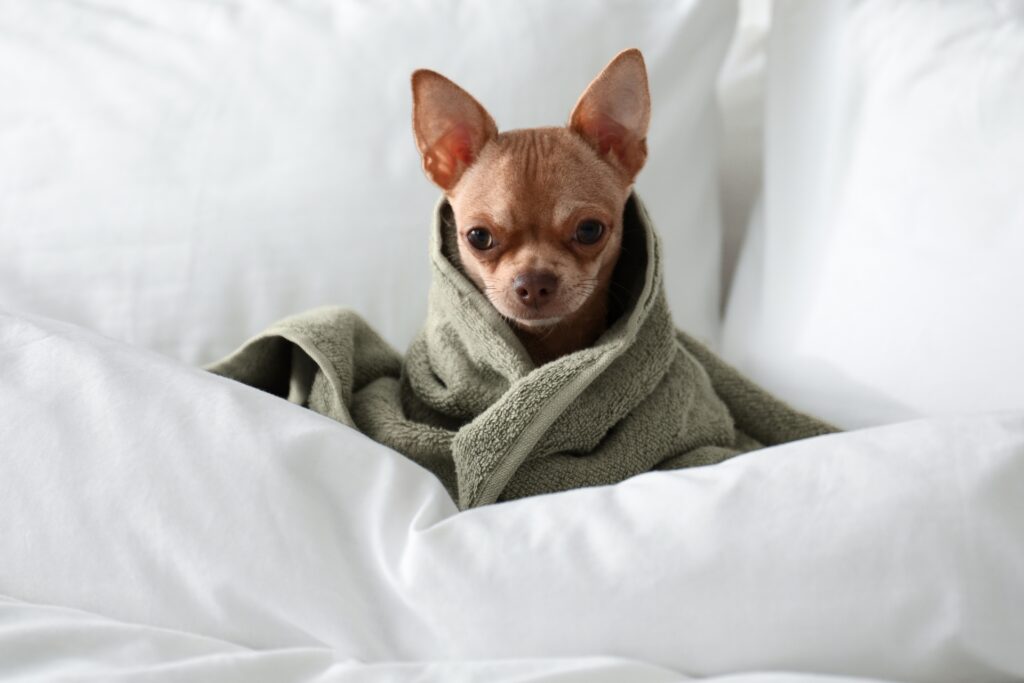 Inclusive Living: Stylish pet-friendly accommodations for the modern traveler.